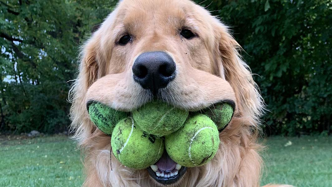 Esse cachorrinho fofo gosta tanto de bolas de tênis que quebrou um recorde mundial