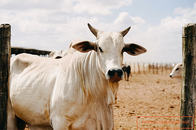 Vaca mais cara do mundo é vendida por preço astronômico no Brasil