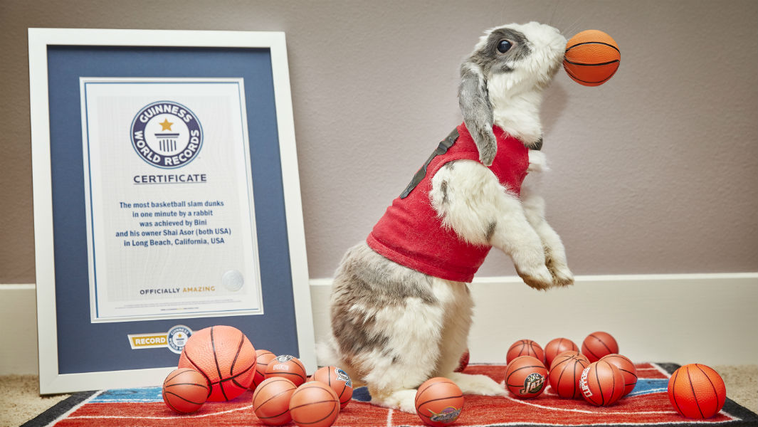 Vídeo: Bini o coelho que pulou para dentro do livro Guinness World Records Amazing Animals