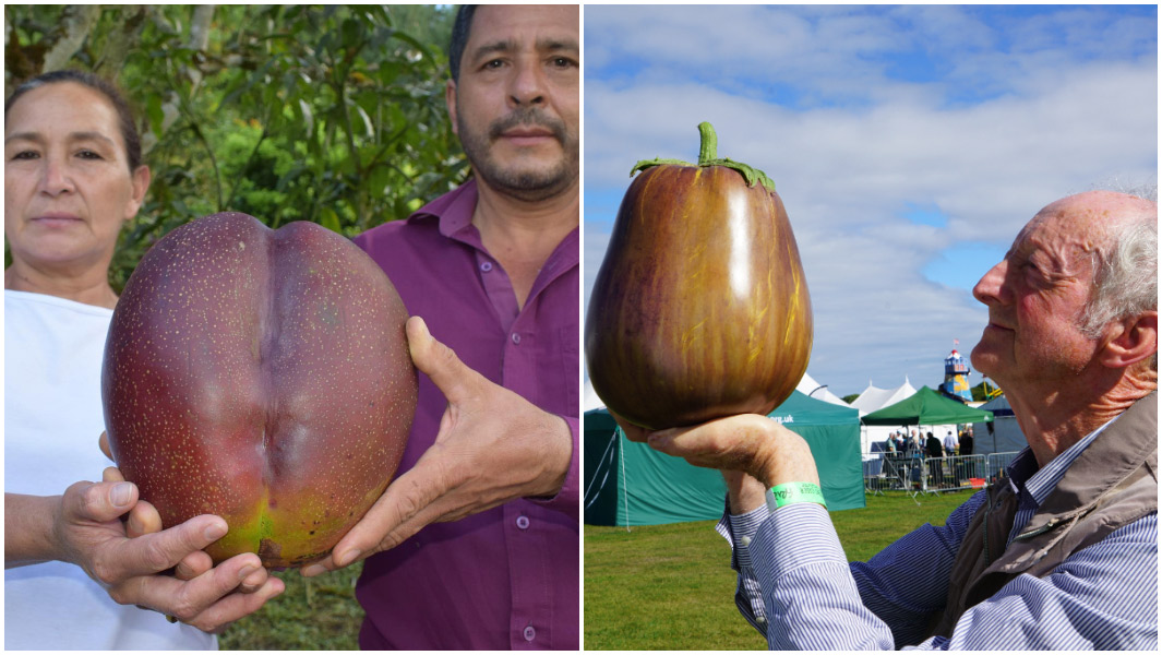 split image of farmers holding the heaviest-mango-and-peter glazbrook holding the heaviest eggplant
